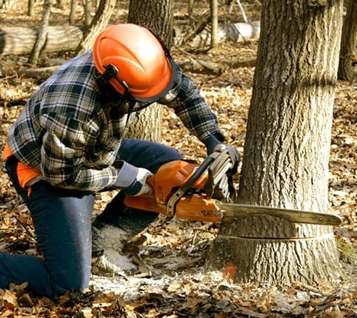 Tree Removal in Leawood, KS